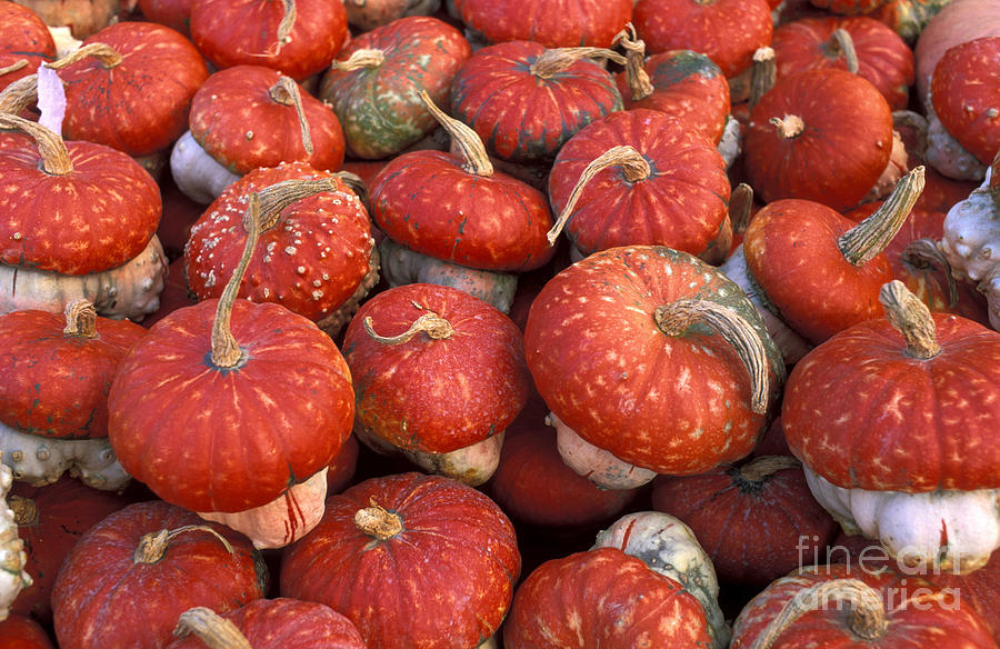 Red Pumpkins Photograph by European School