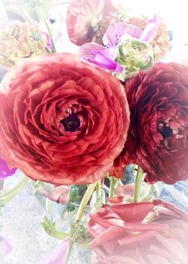 Red Ranunculus Photograph by Mary Pille