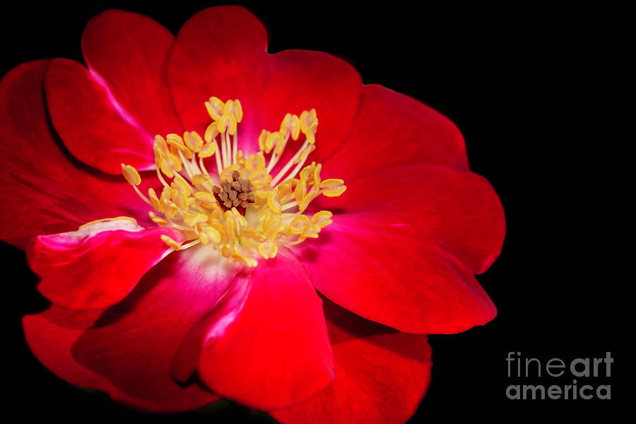 Spring Photograph - Red Red Rose by Sabrina L Ryan