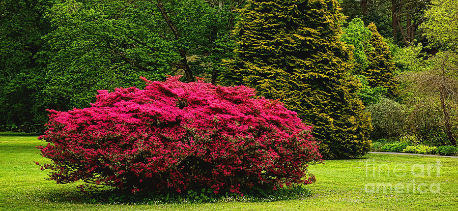 Red Rhododendron Shrub in Bloom Photograph by Olivier Le Queinec