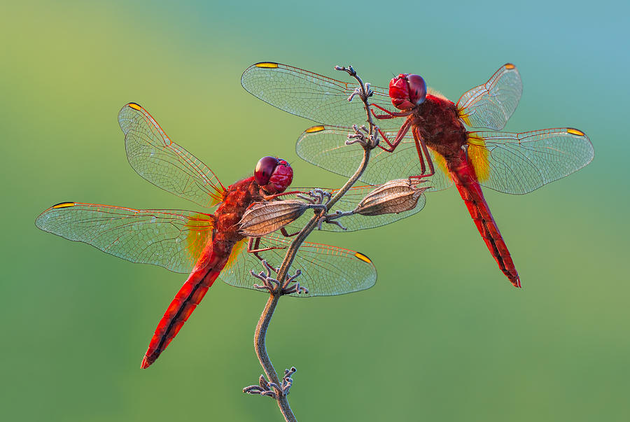 Insects Photograph - Red Rivals by Petar Sabol