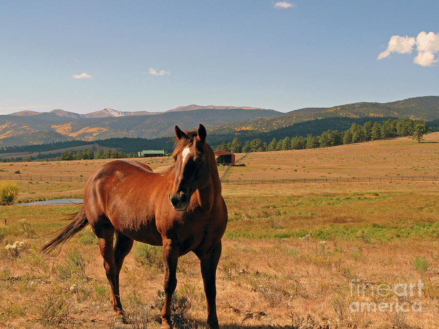 Red River Horse Photograph by Nieves Nitta Fine Art America