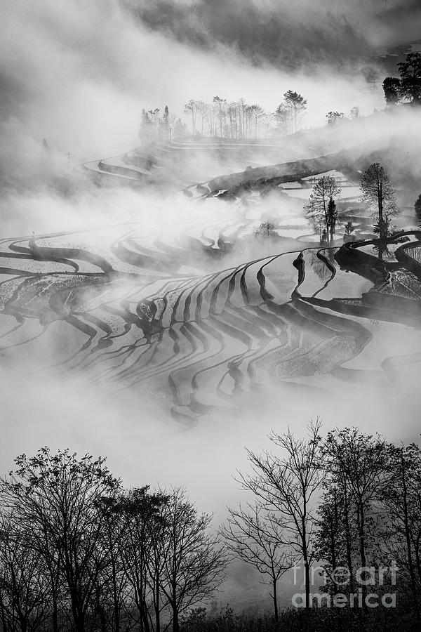 Asia Photograph - Red River Rice Paddies by Inge Johnsson Asia Photograph - Red River Rice Paddies by Inge Johnsson