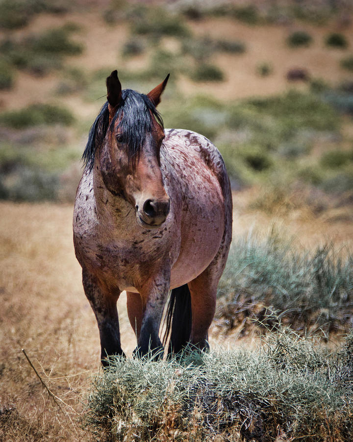 Red Roan Alerted Photograph by American Landscapes