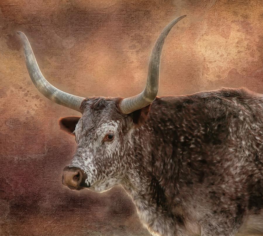 Red Roan Longhorn Cow Photograph by Laura Cowen - Fine Art America