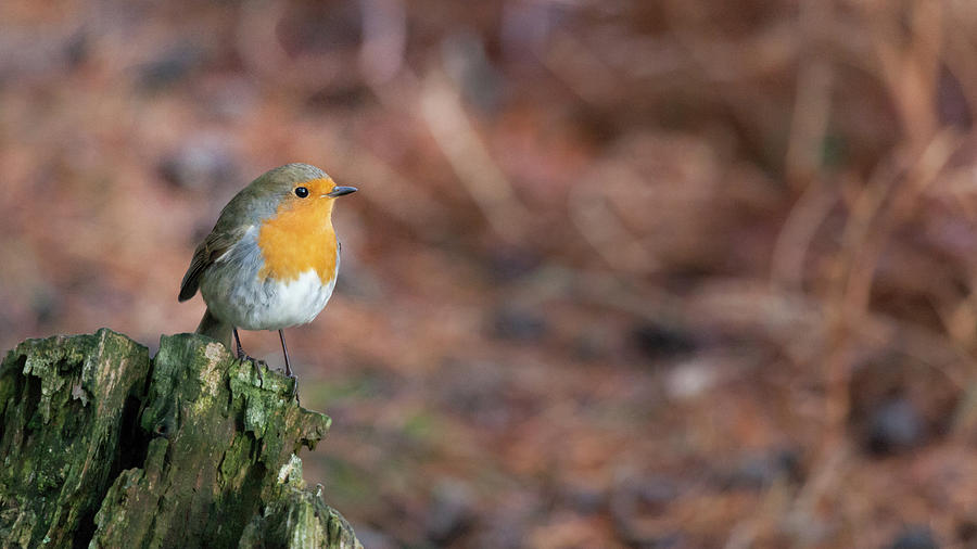 Red Robin in the woods at Autumn Photograph by Anita Nicholson
