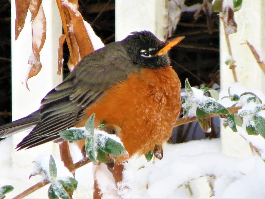 Red Robin Photograph by Vijay Sharon Govender