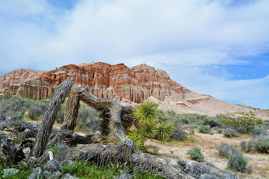 Red Rock Canyon State Park Photograph by Kyle Hanson