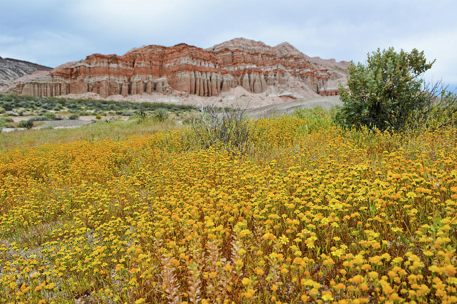 Red Rock Canyon Wildflowers Photograph by Kyle Hanson