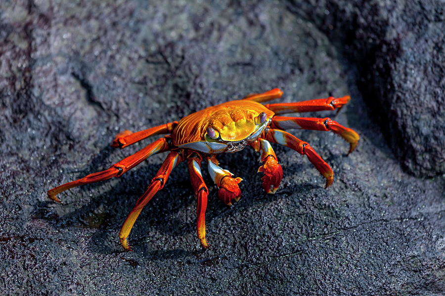 Red Rock Crab, Galapagos Is, Ecuador Digital Art by Timo Bierbaum