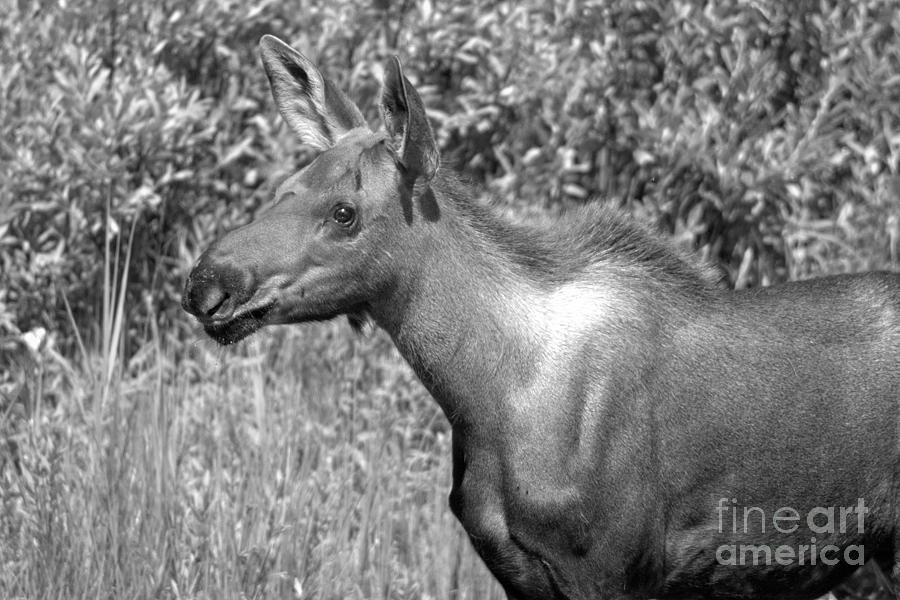 Red Rock Lake Moose Calf Black And White Photograph by Adam Jewell
