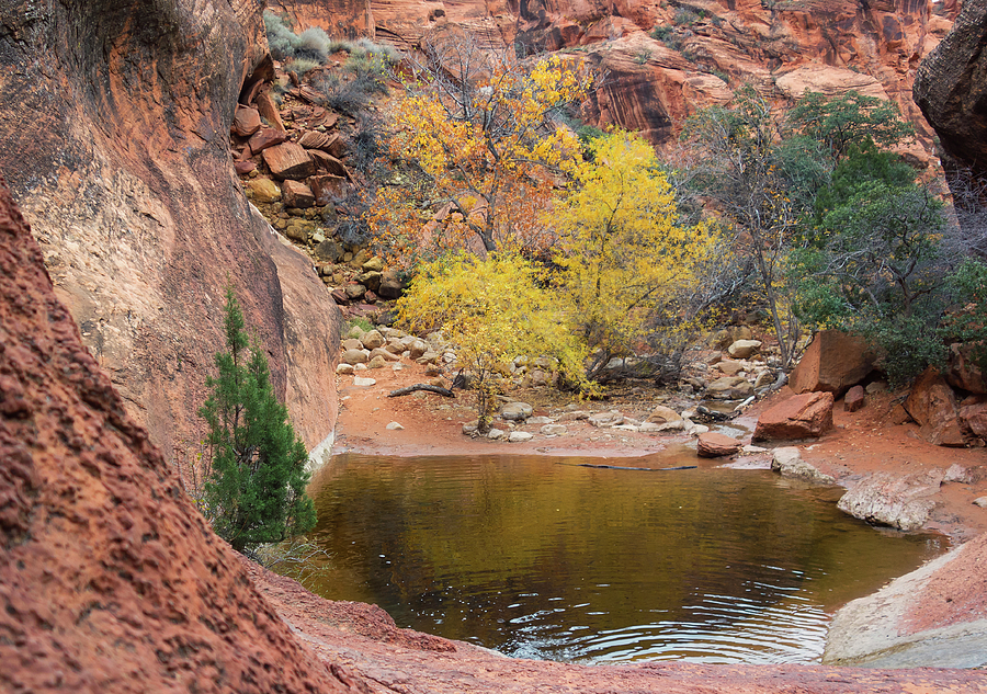Red Rock Oasis Photograph by Loree Johnson