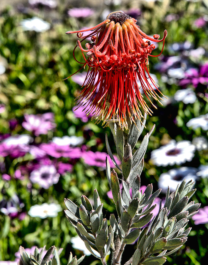 Red Rocket Pincushion Leucospermum Reflexum Proteaceae Photograph by Michael Gordon