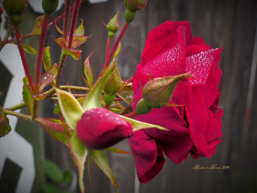 Red Rose and Buds Photograph by Richard Thomas