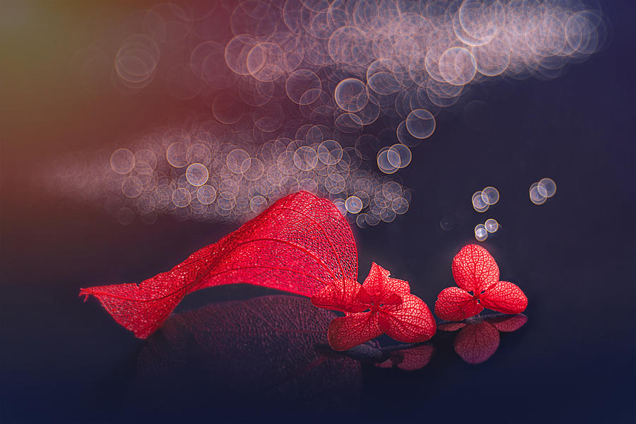 Red Romantic Photograph by Lydia Jacobs