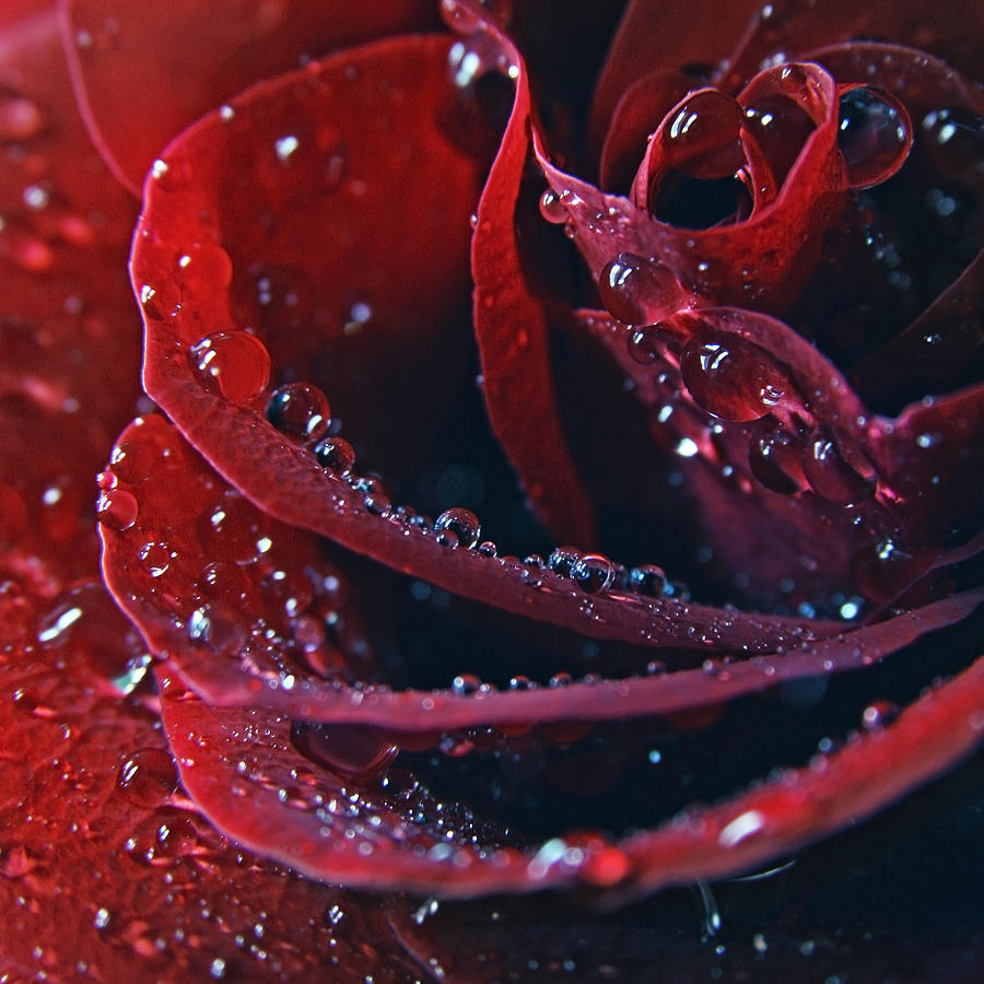 Red Romantic Rose Photograph by Tanjica Perovic Photography
