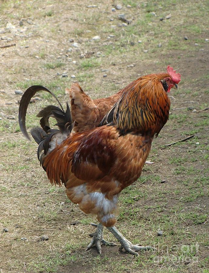 Red Rooster Pose Photograph by Chris Colibaba | Fine Art America