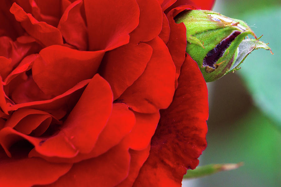 Red Rose and Bud Closeup by Jason Fink Red Rose and Bud Closeup by Jason Fink