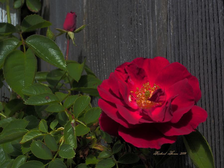 Red Rose and Bud Photograph by Richard Thomas