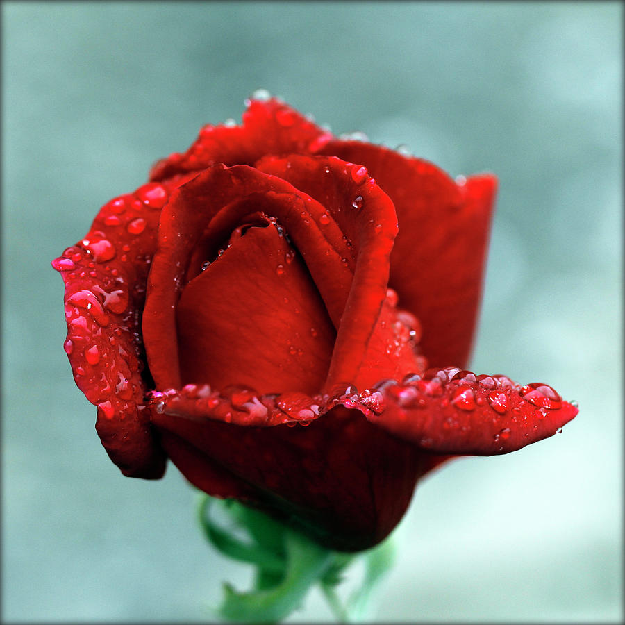 Red Rose And Raindrops by Lal