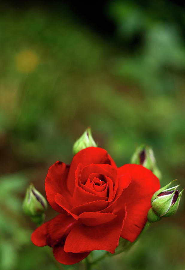 Red Rose Photograph by Annfrau
