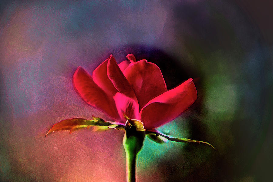 Red Rose Photograph - Red Rose Art 004 by George Bostian