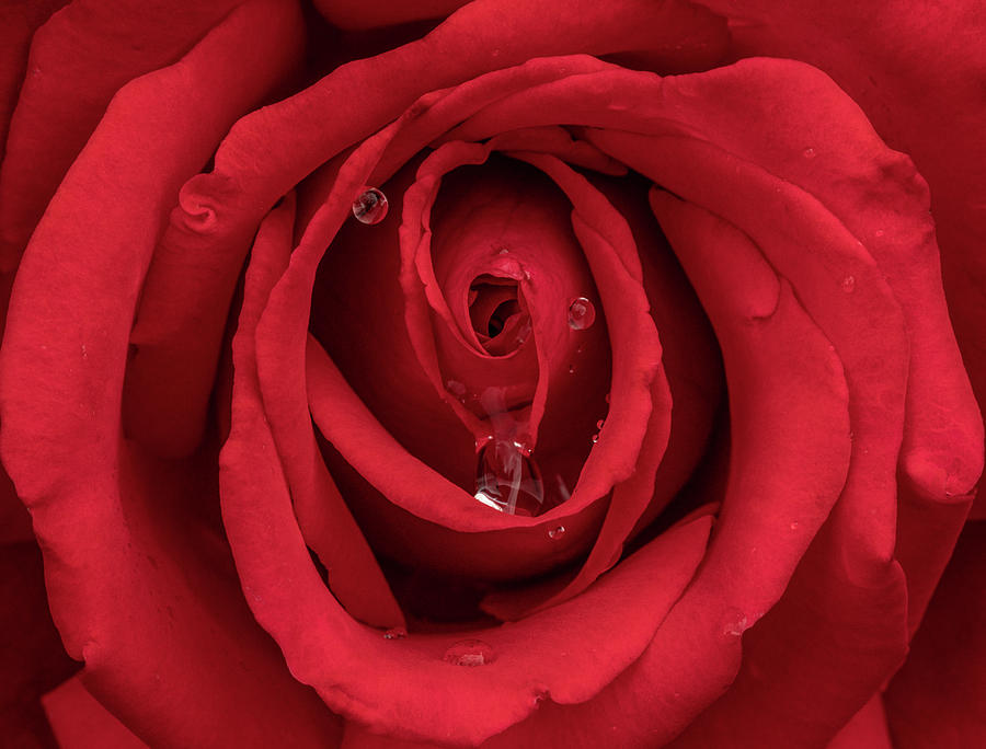 Red Rose Photograph by Arthur Oleary