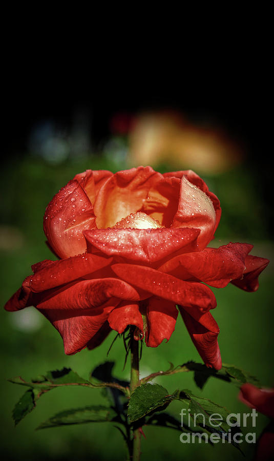 Red Rose Beauty  Photograph by Stefano Senise