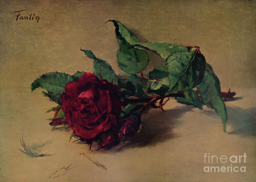 Red Rose, C1864, 1938 Drawing by Print Collector