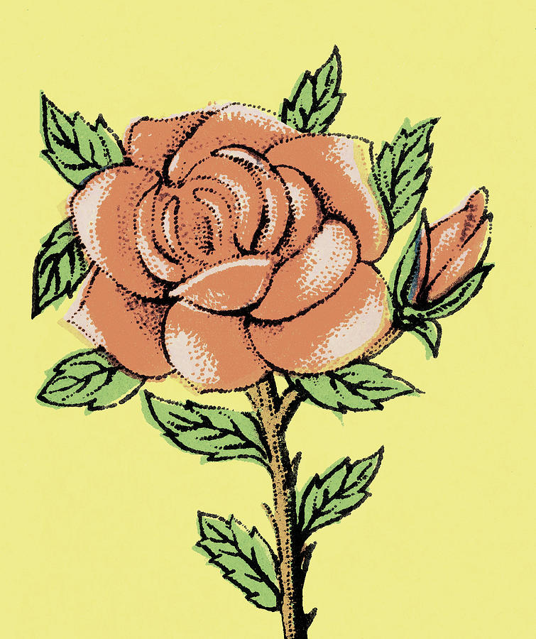 Vintage Drawing - Red Rose by CSA Images