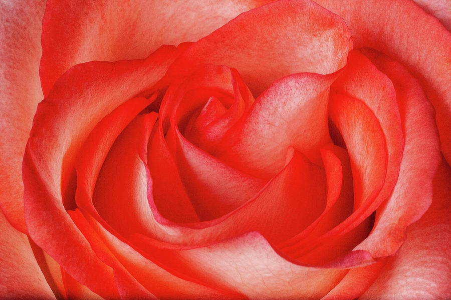 Red Rose Photograph by Dan Carmichael
