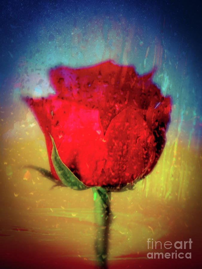 Rose Photograph - Red Rose by Daniel Janda