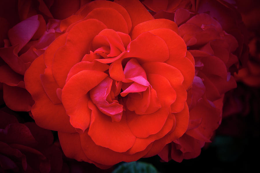 Red Rose Photograph by Dave G Kelly - Fine Art America