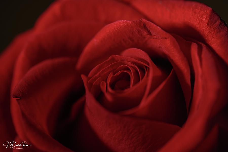 Rose Photograph - Red Rose by David Pine