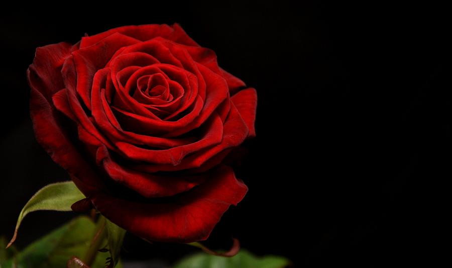 Red Rose Photograph by Décostyle Balexia87