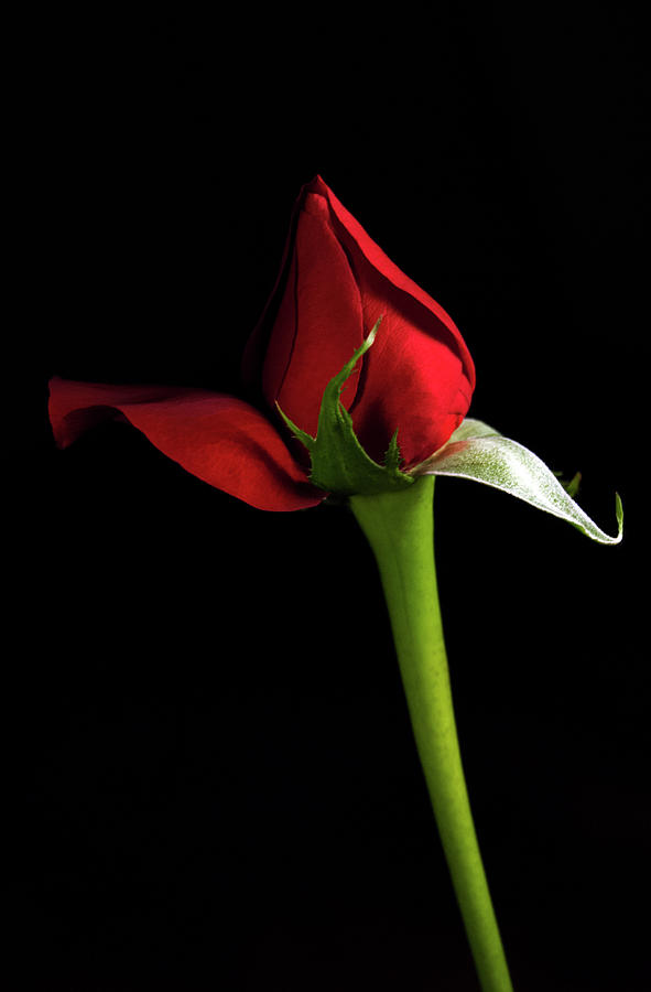 Red Rose Photograph by Elsa Santoro