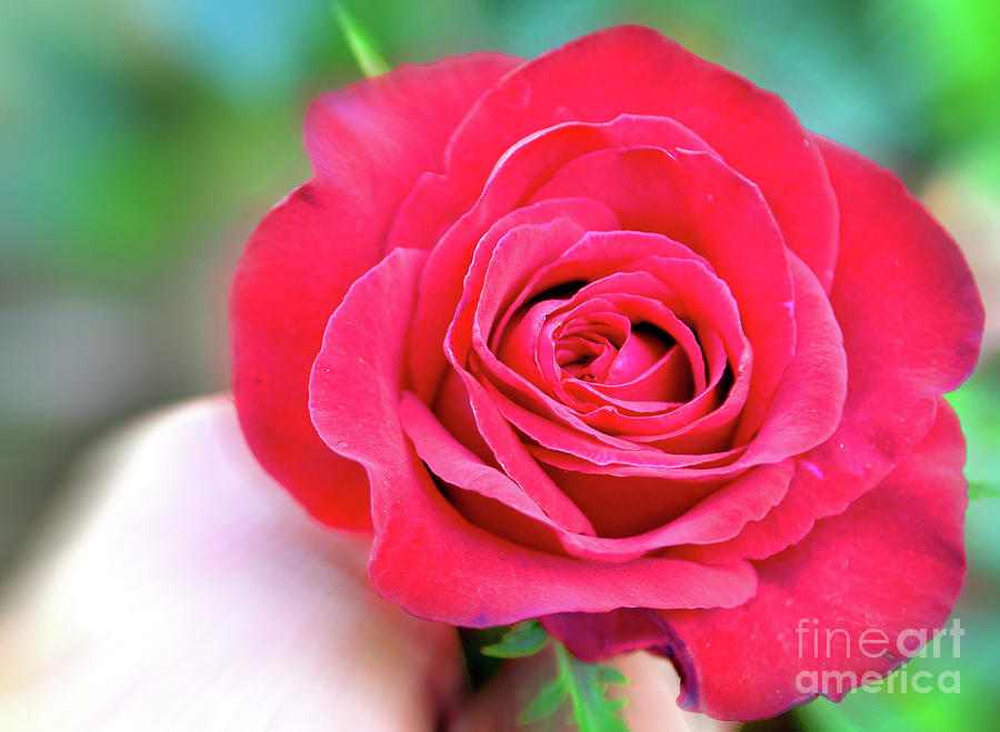 Radiant red rose close-up shot Photograph by Dejan Jovanovic