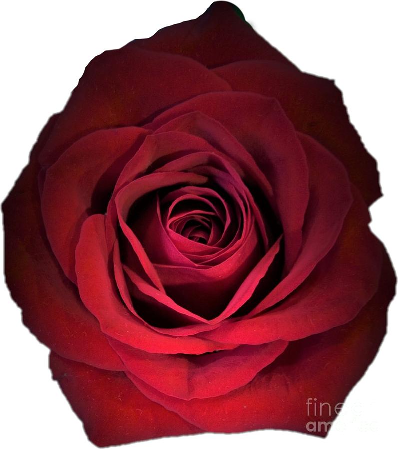 Red Rose Flower Designed for Shirts Photograph by Delynn Addams