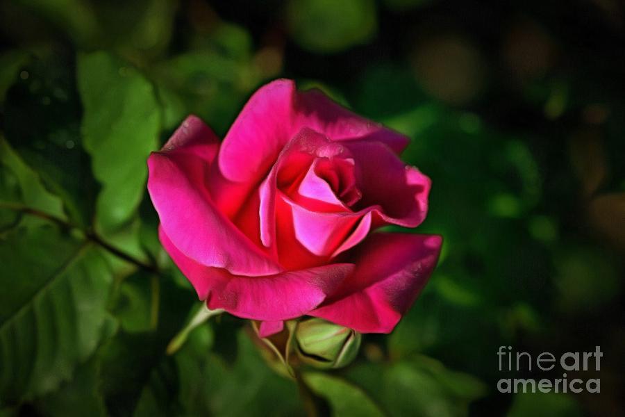 Red rose by George Atsametakis Red rose by George Atsametakis
