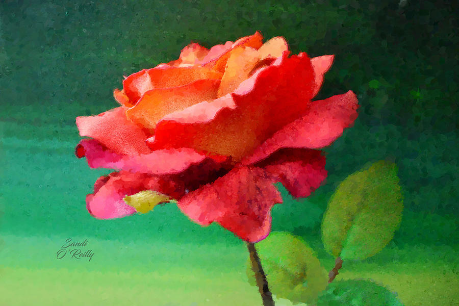 Red Rose Impression Photograph by Sandi OReilly