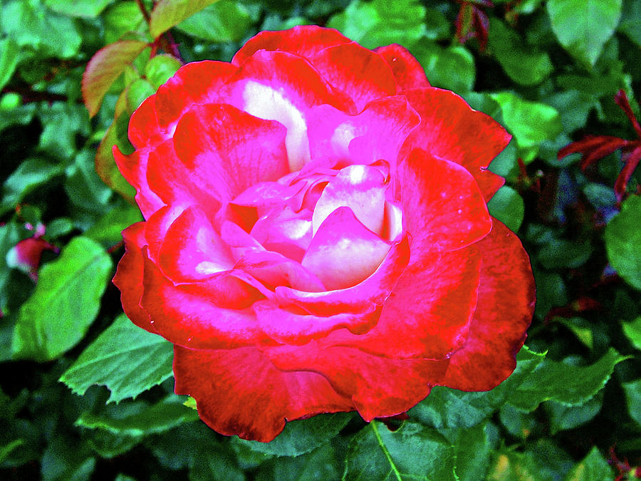 Red Rose in Butchart Gardens near Victoria, British Columbia, Canada ...