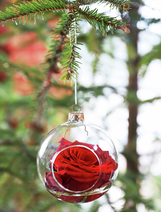 Red Rose In Glass Christmas-tree Bauble Photograph by Annette Nordstrom