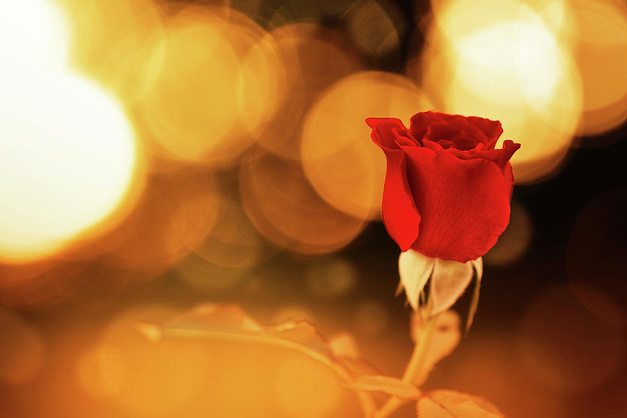 Red Rose In Gold Digital Art