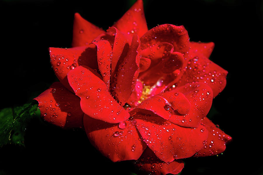 Red rose in the Rain Digital Art by Ed Stines