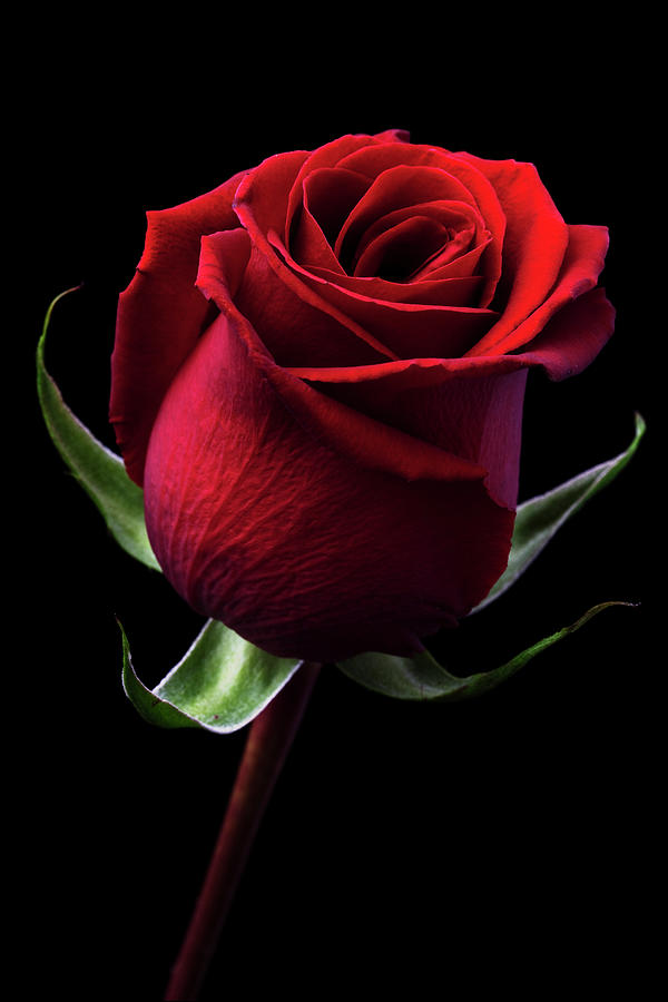 Red Rose Photograph by Iwan Tirtha