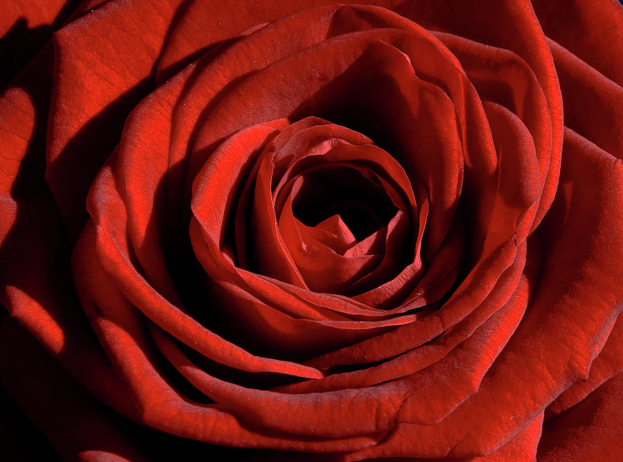 Red Rose Photograph by Katherine Pocklington