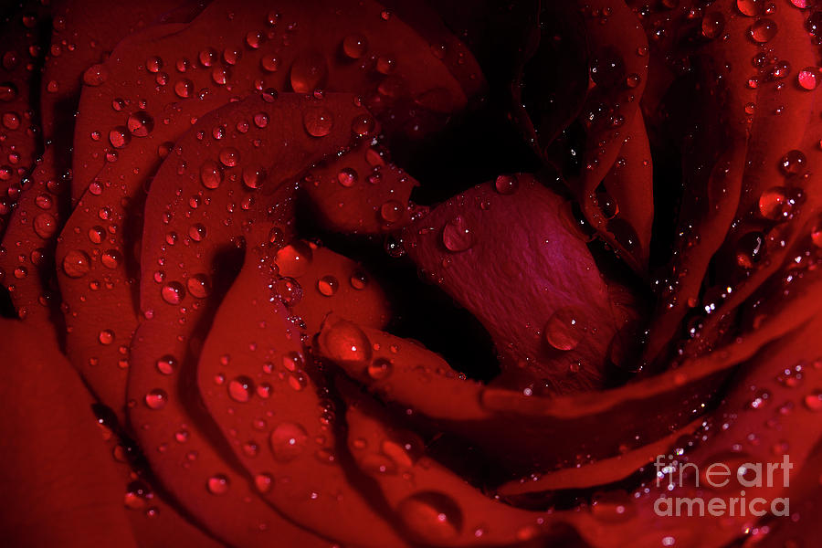 Red Rose Layers Photograph by Mike Eingle