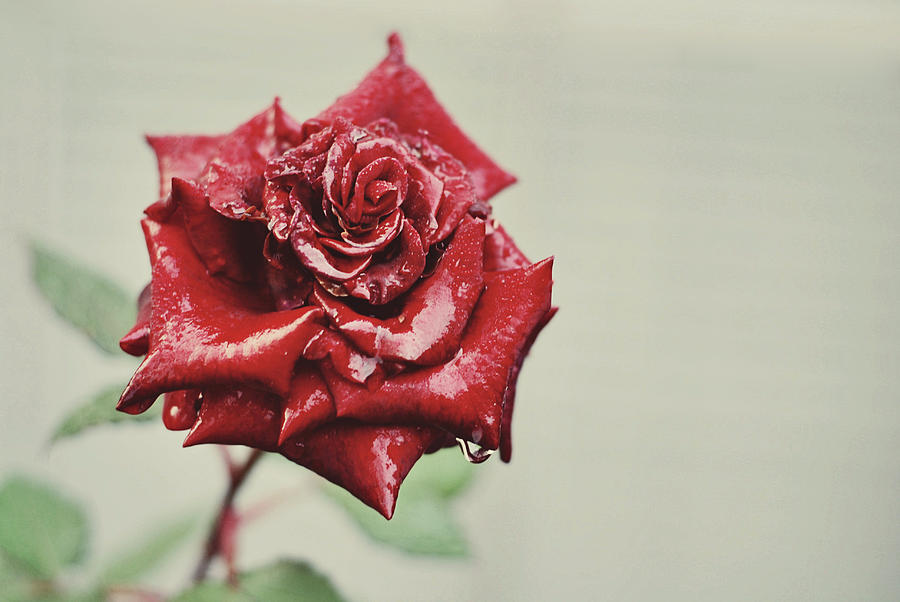 Red Rose Photograph by Libertad Leal Photography