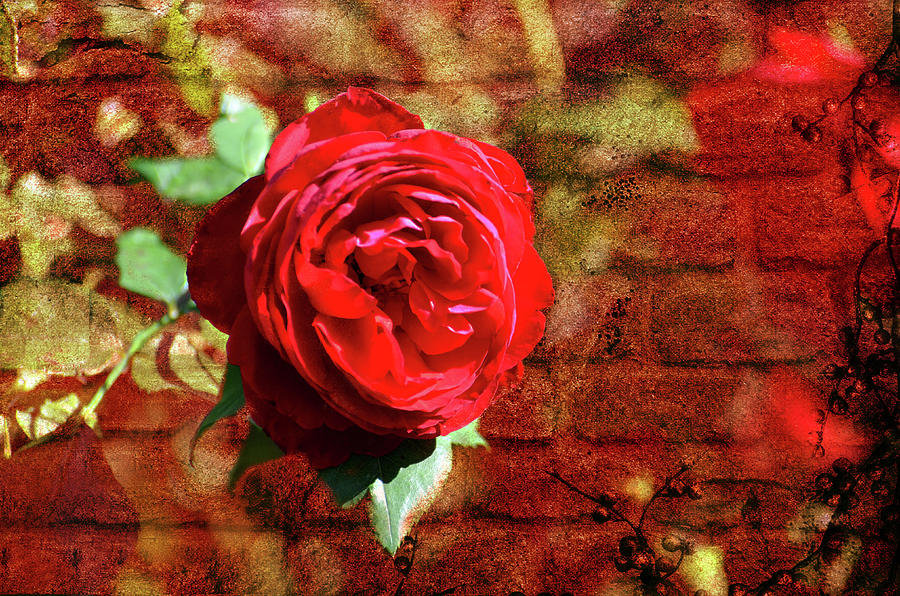 Red Rose Digital Art by Linda Cox
