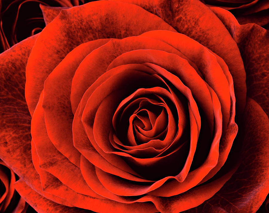 Dark Red Rose Photo Red Rose Photograph Rose Fine Art Print Deep Red Rose  Print Red Garden Rose Rose Photograph Macro Flower Print 
